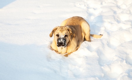 Spanish mastiff in snow in the winter afternoonの写真素材