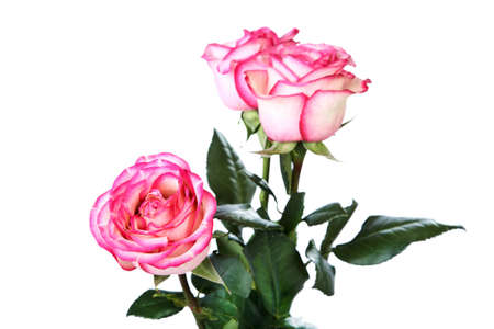 Bouquet from three white-red roses the isolatedの写真素材