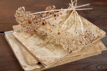 Dry inflorescences on old writing-booksの写真素材