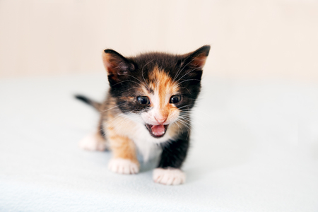 The small kitten terribly growlsの写真素材