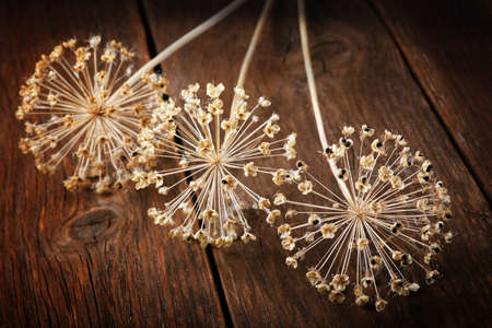 dried flowers onion on old rural tableの写真素材