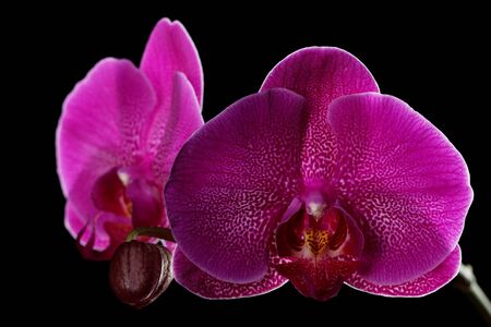 Violet orchid on a black backgroundの写真素材