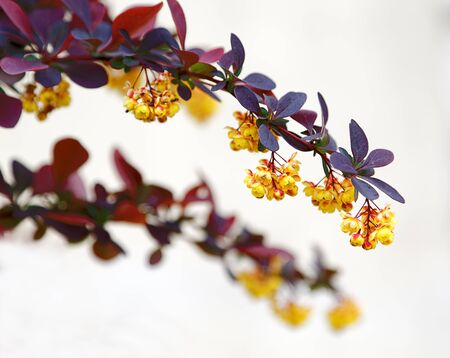 bush branch with flowers in springの写真素材