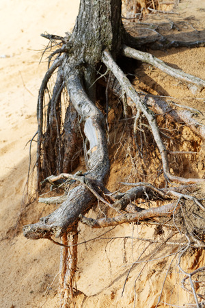 the roots of pine trees on a sandy cliffの写真素材