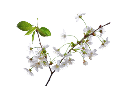 cherry branch with flowers isolated on white backgroundの写真素材