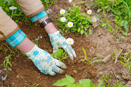 Female hands planting a flower close-upの写真素材