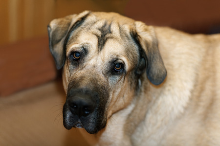 Brown spanish mastiff close-up in the houseの写真素材