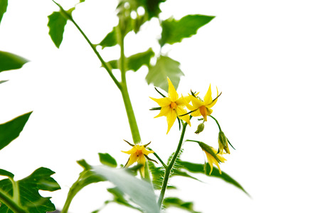 Yellow blossoms of tomatoes isolated  white backgroundの写真素材