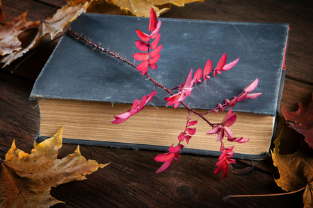 Still-life the old book and a dogrose branchの写真素材