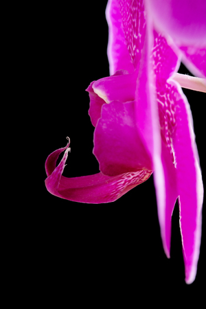 purple orchid closeup on black background. side viewの写真素材
