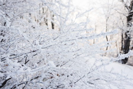 Winter landscape in the mountains the trees in hoarfrostの写真素材