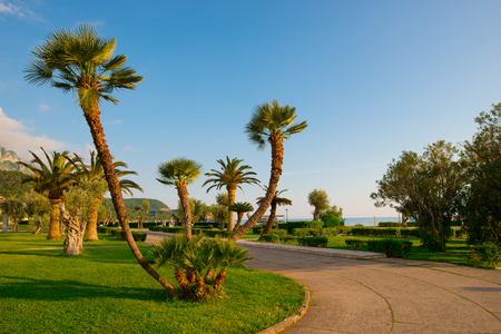 Palm tree on the beach near the seaの写真素材