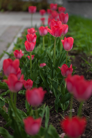 Red Tulips are spring flowers, symbolizing the passionate and gentle loveの写真素材