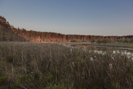 A view of the wide path that runs along the bank of the lake to the forest. This is a sunset. A perfect place for evening strolls.の写真素材