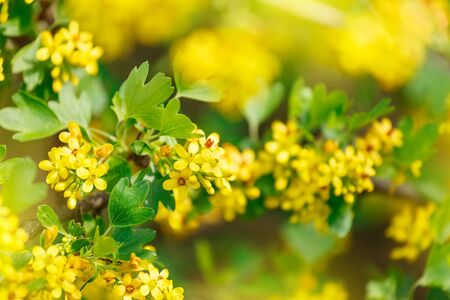 Yellow flowers barberryの写真素材