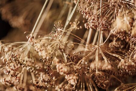 Dried dill closeupの写真素材
