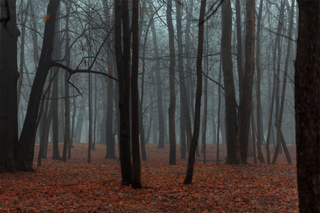 Dark foggy forestの写真素材