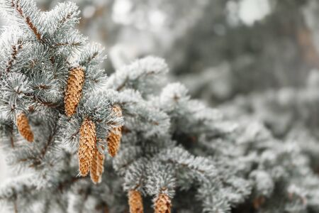 Branches with cones of blue spruce is covered with frostの写真素材