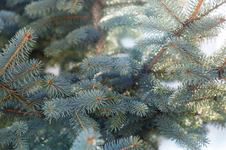 Light blue fur-tree