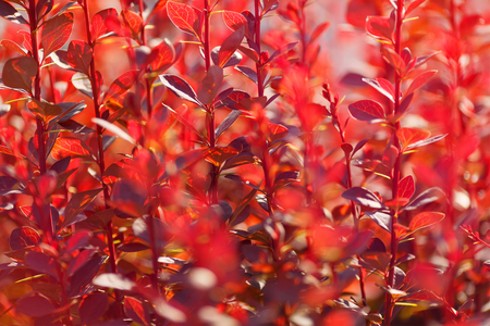 Background of red leavesの写真素材