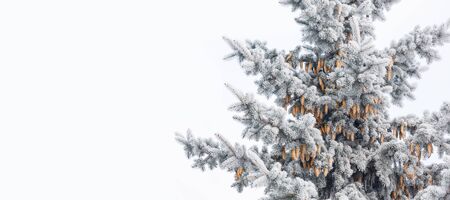 Blue spruce with cones is covered with frost