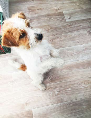 puppy jack russell terrier stands on its hind legs and stretches upの写真素材