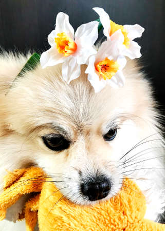 a Pomeranian with flowers on its head sits on a table.の写真素材