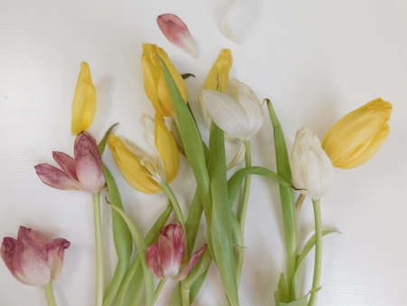 Dried tulip flowers close up. White-pink wilted tulip flower petals. Fading spring flowers in a...
