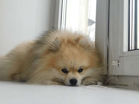 a golden German Spitz sleeps on the windowsillの写真素材