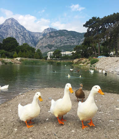 Domestic white geese on the lake. Summer village landscapeの写真素材