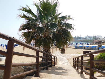 wooden steps with railing to the beach and palm tree, fig tree beach, Protaras, Cyprus 2021.の写真素材