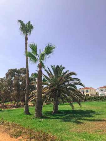 three palm trees on the green grass. Protaras. Ayia Napa. Cyprusの写真素材