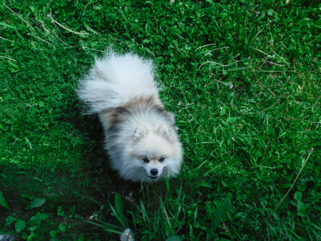 the angry pomeranian barks and jumps at the photographer.の写真素材