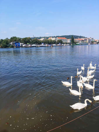 Swans on the river Vltava in Prague, capital city of Czech republic, near by Charles bridge.の写真素材