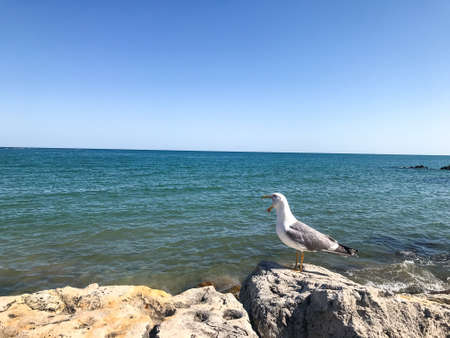 Seagull sitting on a rock near the blue sea