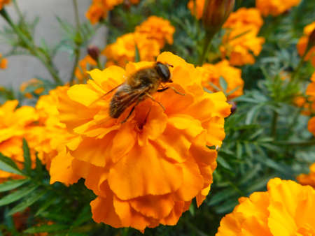 Bee collects nectar sitting on an orange marigold. Natureの写真素材