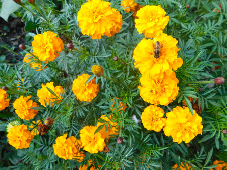 Bee collects nectar sitting on an orange marigold. Natureの写真素材