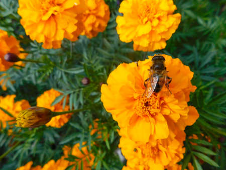 Bee collects nectar sitting on an orange marigold. Natureの写真素材