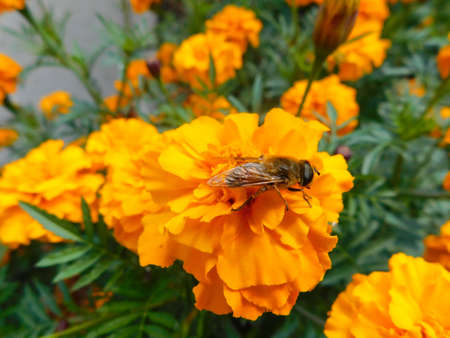 Bee collects nectar sitting on an orange marigold. Natureの写真素材