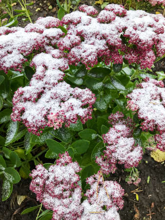 city flowers in bloom after the first snow. autumn in siberia
