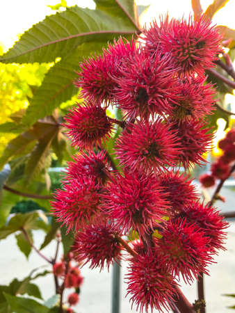 flowers in the autumn park. autumn in siberia. Novosibirsk flowersの写真素材