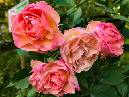 flowers in the autumn park. autumn in siberia. Novosibirsk flowers