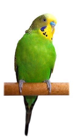 Australian Green Parrot isolatedの写真素材