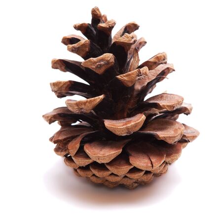 Old Dry Pinecone isolatedの写真素材