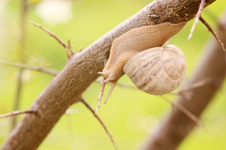 snail on the branch of tree in spring head downの写真素材