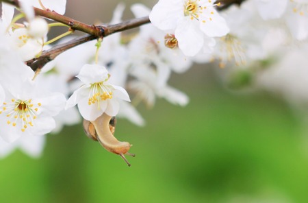 snail on the flowering tree in springの写真素材