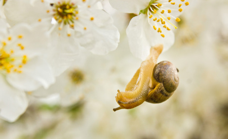 snail on the flowering tree in springの写真素材