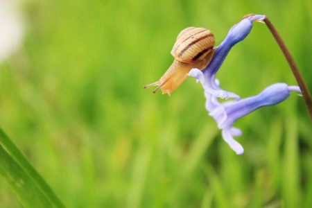 snail on the blue flower with grass on background in springの写真素材