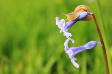 snail on the blue flower with grass on background in springの写真素材