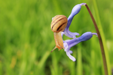 snail on the blue flower with grass on background in springの写真素材